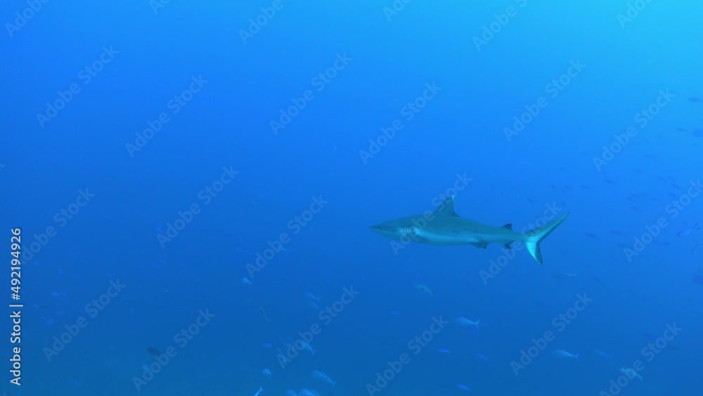 Alone grey shark swimming in blue water - Maldives wildlife Alone grey shark swimming in blue water - Maldives wildlife