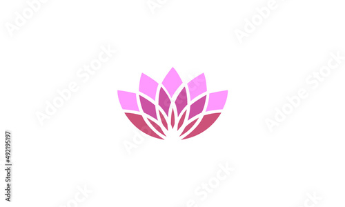 pink lotus flower