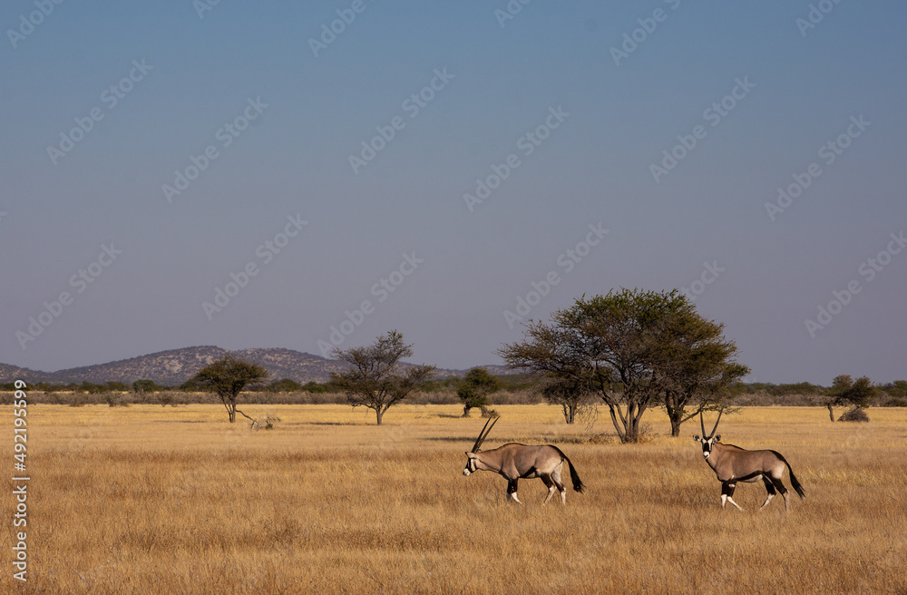 Two gemsbok in the dry grass in Etosha Namibia