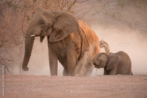 Desert elephant and calf taking a dust bath in Damarland Namibia