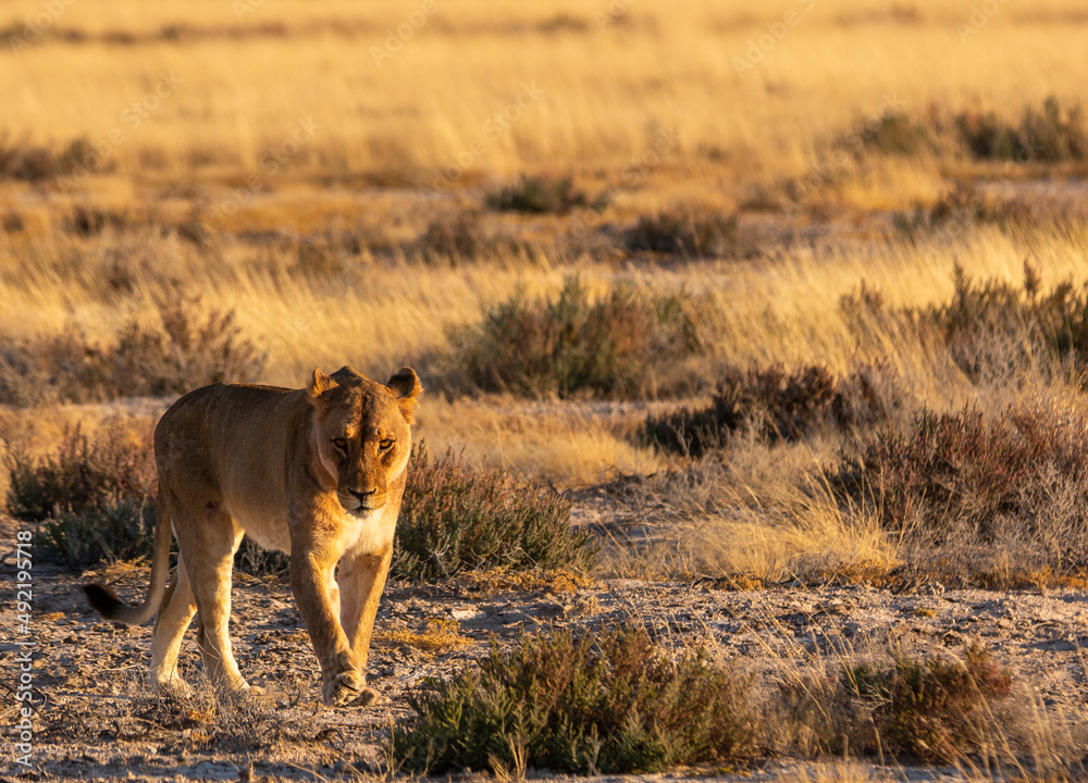 single backlit lion walking in Etosha Namibia single backlit lion walking in Etosha Namibia