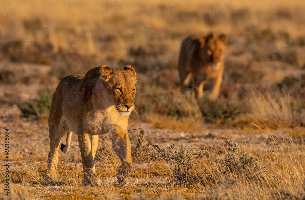 Two lions walking through the dry grass in Etosha Namibia Two lions walking through the dry grass in Etosha Namibia