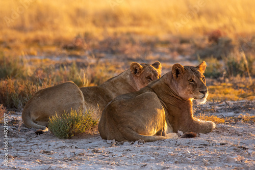 Two lions lying together in the morning light in Etosha Namibia