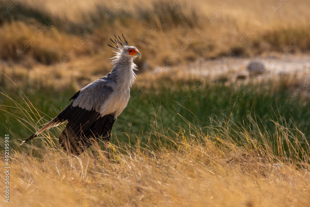 Obraz premium Secretary bird walking through the grass in Etosha Namibia