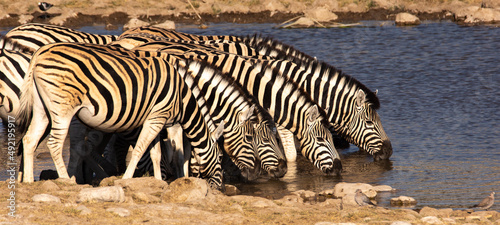 herd of zebra drinking in a waterhole in Etosha Namibia panoramic