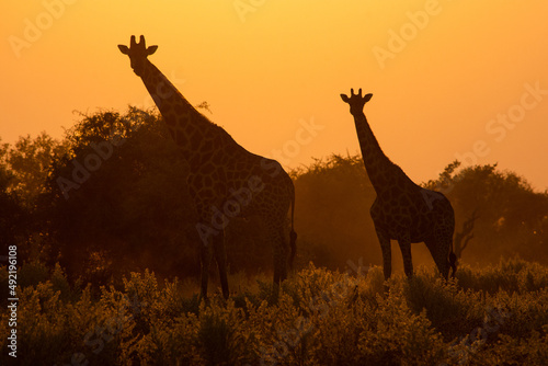 Two giraffe silhouetted at sunset in Etosha Namibia