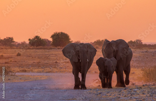 Three elephants at sunset walking in Etosha Namibia