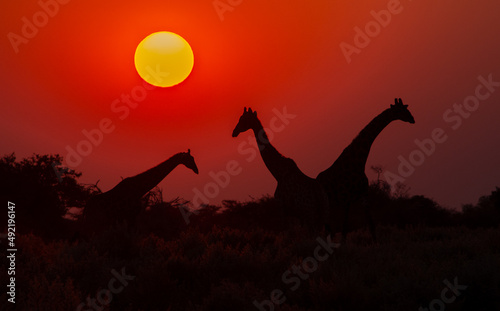 Three giraffe in silhouette with the sun low in the sky in Etosha Namibia © Hislightrq