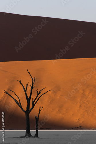 Fototapeta Naklejka Na Ścianę i Meble -  Petrified dead trees silhouette against red dunes in Deadvlei