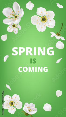 Cherry flower spring is coming banner blooming sakura on the fresh green background. Stories Instagram. Vector greeting card template with flowers blossoms. 