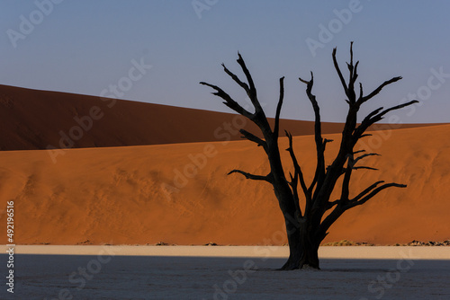 Single petrified dead tree silhouette against red dunes in Deadvlei © Hislightrq