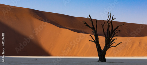 Wallpaper Mural Panoramic of one petrified dead trees silhouette against red dunes in Deadvlei Torontodigital.ca