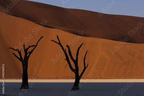 Two petrified dead trees of left silhouette against red dunes in Deadvlei