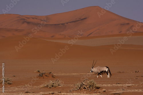 Single oryx walking in front of red dunes at Sossusveli National Park