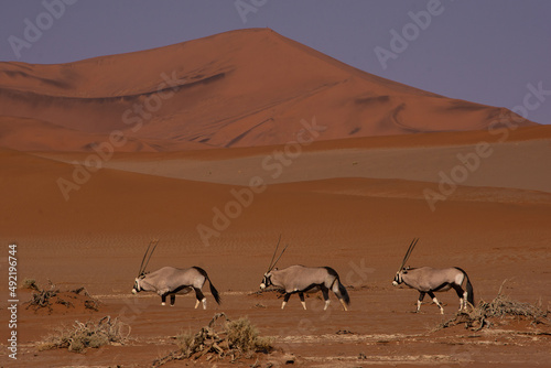 Three oryx walking in a line in front of red dunes at Sossusveli National Park © Hislightrq