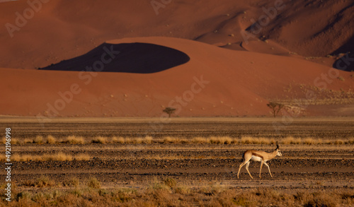 solitary springbok walking in front of the red dunes