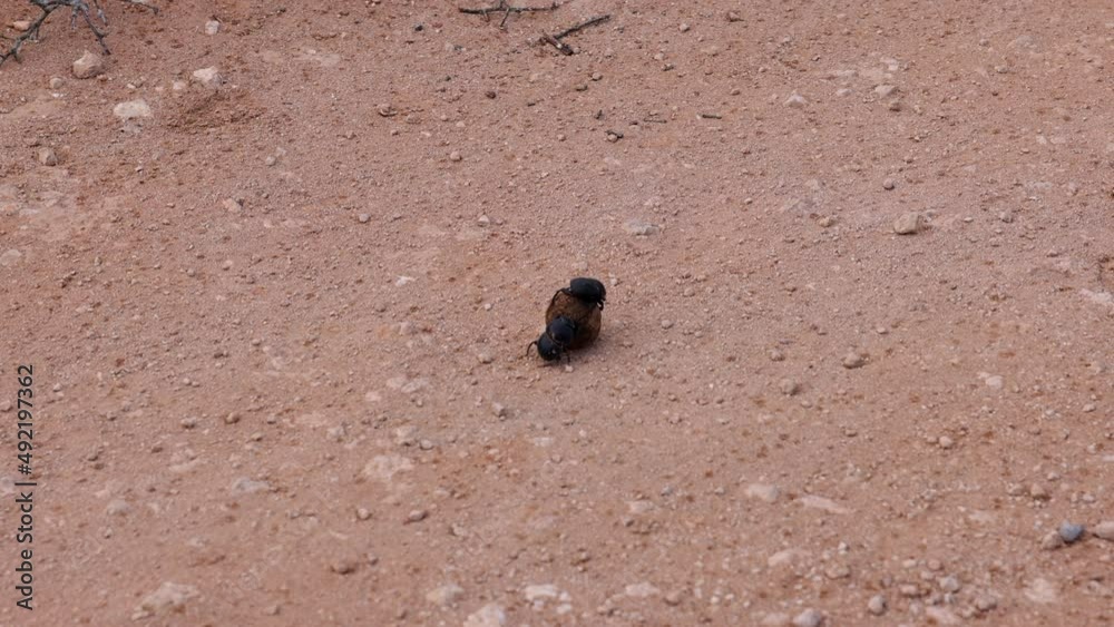 Pair of dung beetles fighting for round dung ball. Stealing and rolling off prey. Safari park, South Africa Pair of dung beetles fighting for round dung ball. Stealing and rolling off prey. Safari park, South Africa