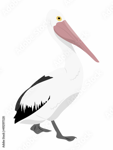Large white pelican with a closed beak. Wild birds of Australia, New Guinea and Indonesia. Vector realistic animal