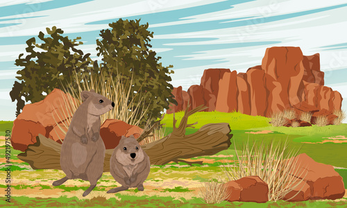 Quokkas in a clearing of red Australian rocks. Short-tailed scrub wallaby Setonix brachyurus in Australia. Realistic vector landscape