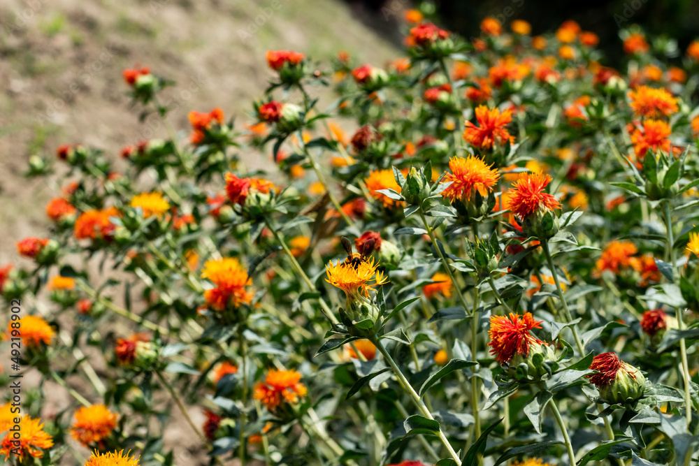 This is a great Safflower oil plant. An orange or deep yellow color.