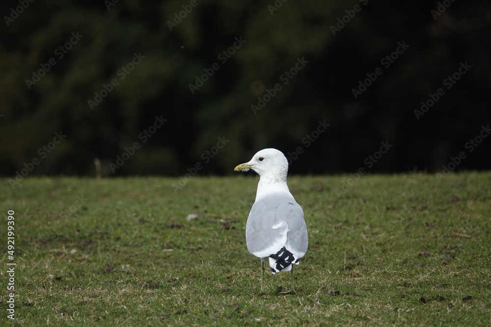 adult common gull (Larus canus) also known as the sea mew adult common gull (Larus canus) also known as the sea mew
