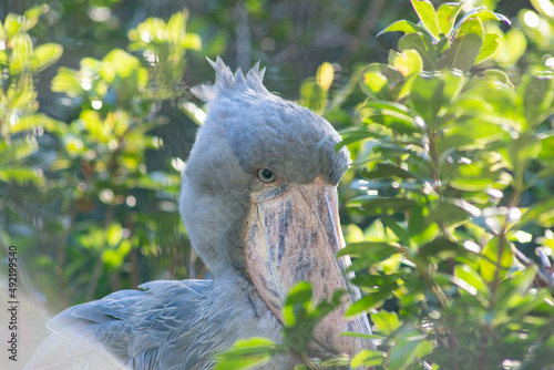 ハシビロコウ 鳥 千葉市動物公園
