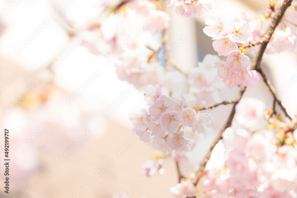 庭に咲いたたくさんの早咲きの桜