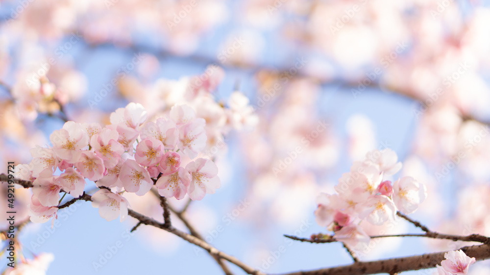 庭に咲いたたくさんの早咲きの桜