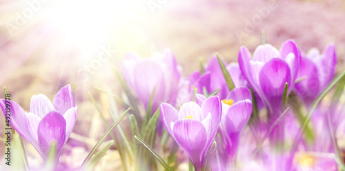Spring flowers crocuses in sunlight, banner. Purple flowers, soft focus, panoramic view