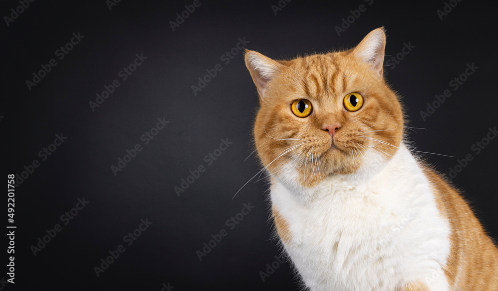 Head shot of impressive red with white adult British Shorthair cat, sitting up. Looking towards camera with bright orange eyes. Isolated on a black background.