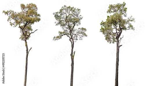 Collection trees Isolated on white background