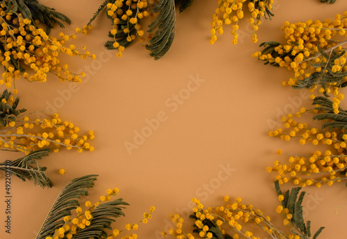 Mimosa on a beige background. Background. Beige background. Flowers on a beige background. Place for an inscription.