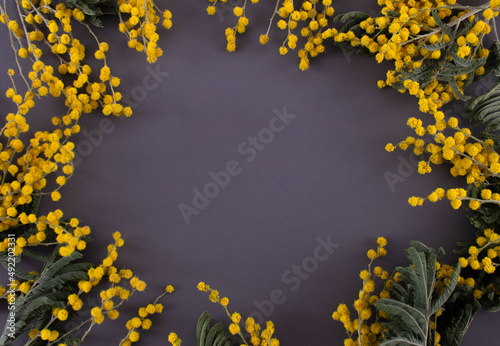 Mimosa on a gray background. Background. Gray background. Flowers on a gray background. Place for an inscription.