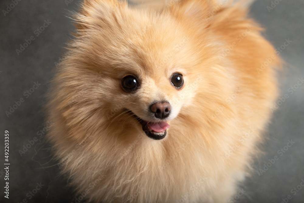 Pomeranian dog , 2 years old, in front of   gray background