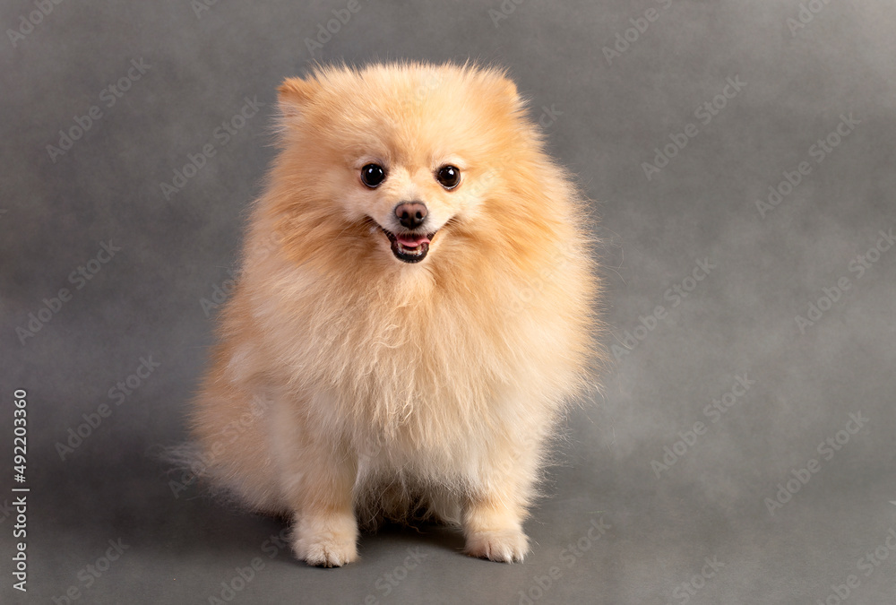 Pomeranian dog , 2 years old, in front of   gray background