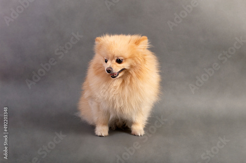 Pomeranian dog , 2 years old, in front of gray background