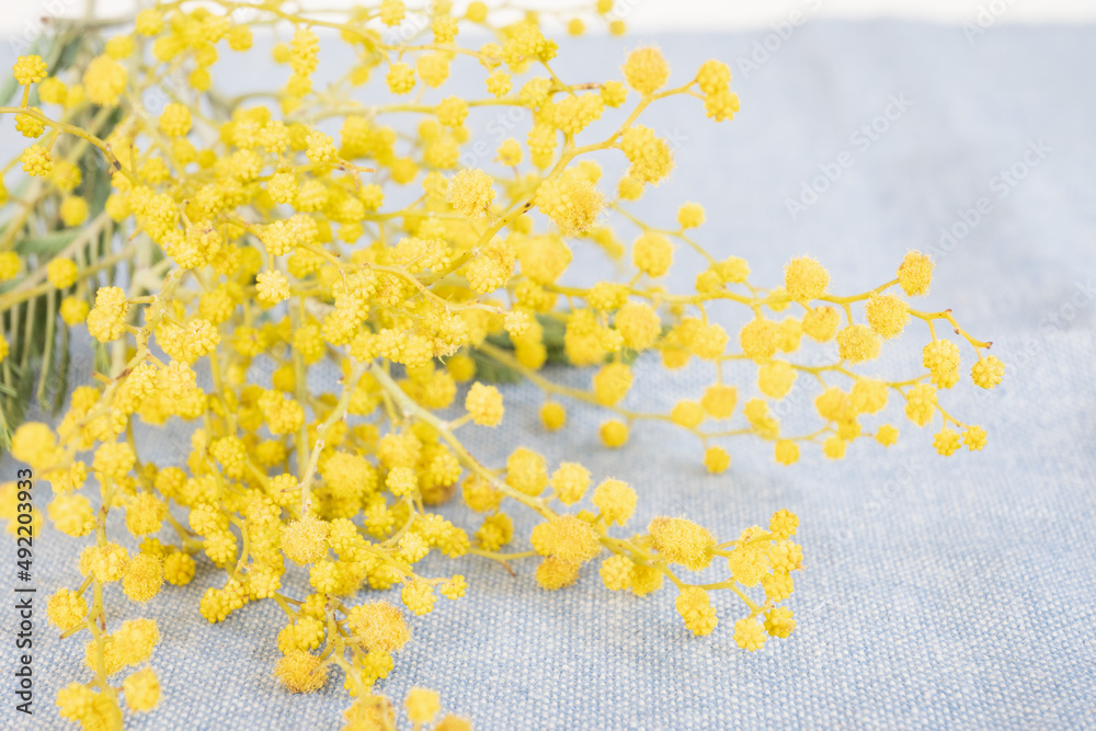 Branch of yellow mimosa on a blue background