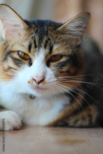 Close-up of a lazy tabby cat sitting by the window