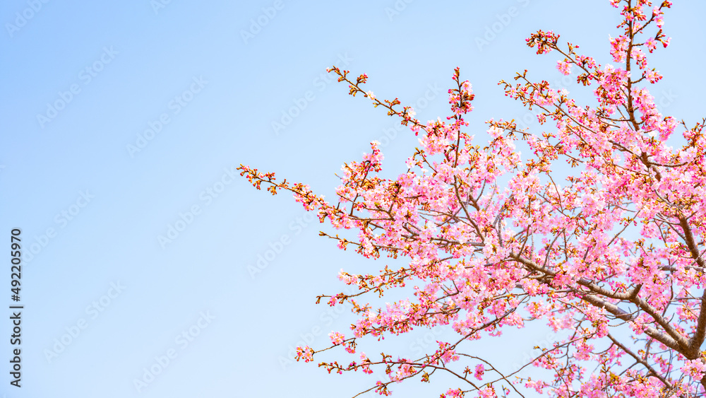 Beautiful pink cherry blossoms or sakura flowers in full bloom, Warm spring background, Nobody Beautiful pink cherry blossoms or sakura flowers in full bloom, Warm spring background, Nobody