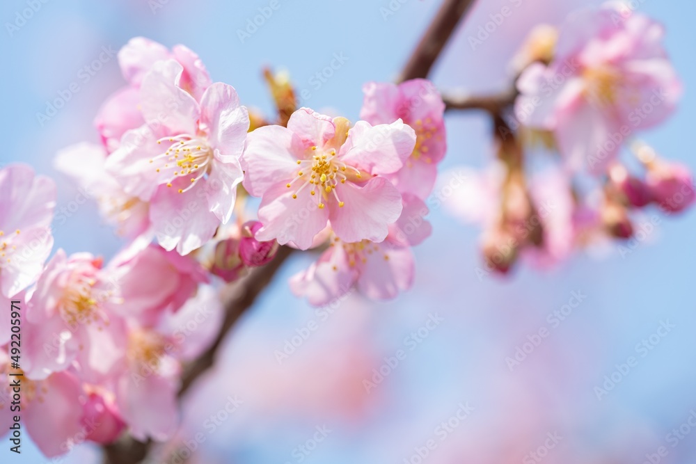 Beautiful pink cherry blossoms or sakura flowers in full bloom, Warm spring background, Nobody	