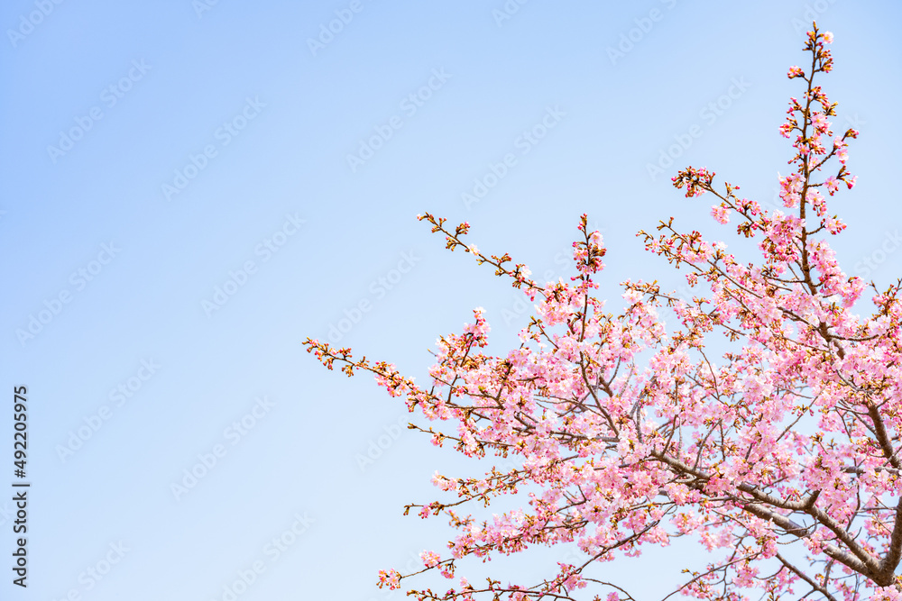 Beautiful pink cherry blossoms or sakura flowers in full bloom blowing by wind, Warm spring image, Nobody Beautiful pink cherry blossoms or sakura flowers in full bloom blowing by wind, Warm spring image, Nobody