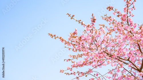 【春】青空の下の桜の花　河津桜