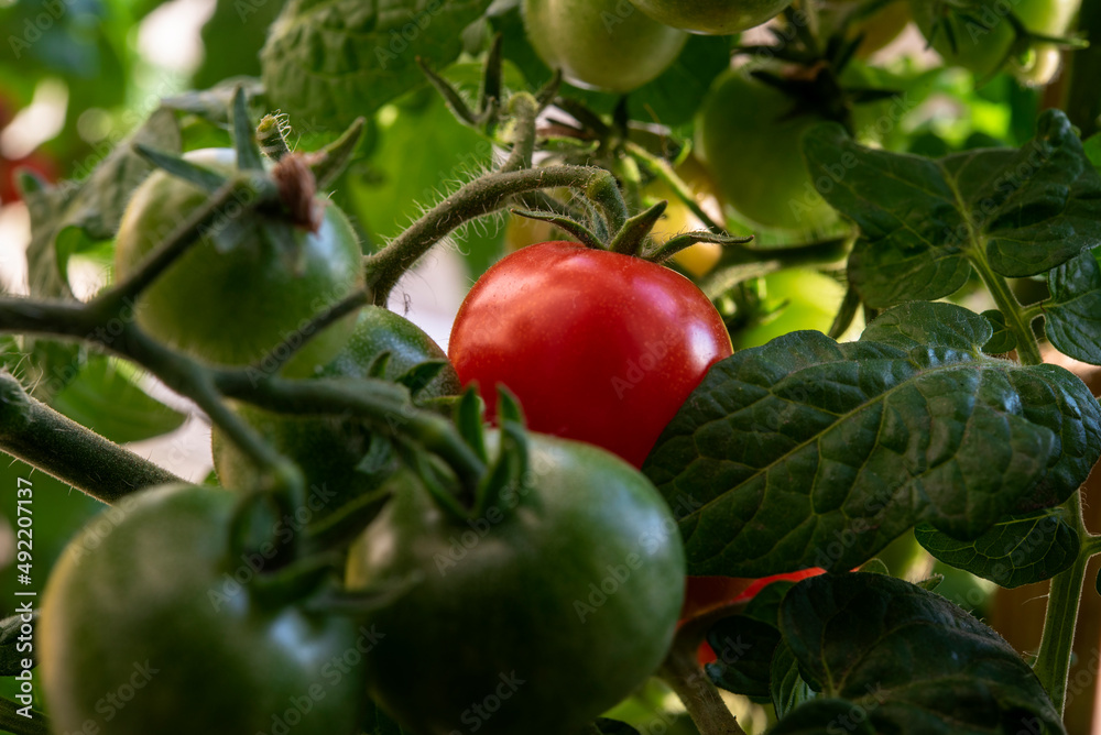 fresh green tomatoes on a branch grown at home fresh green tomatoes on a branch grown at home
