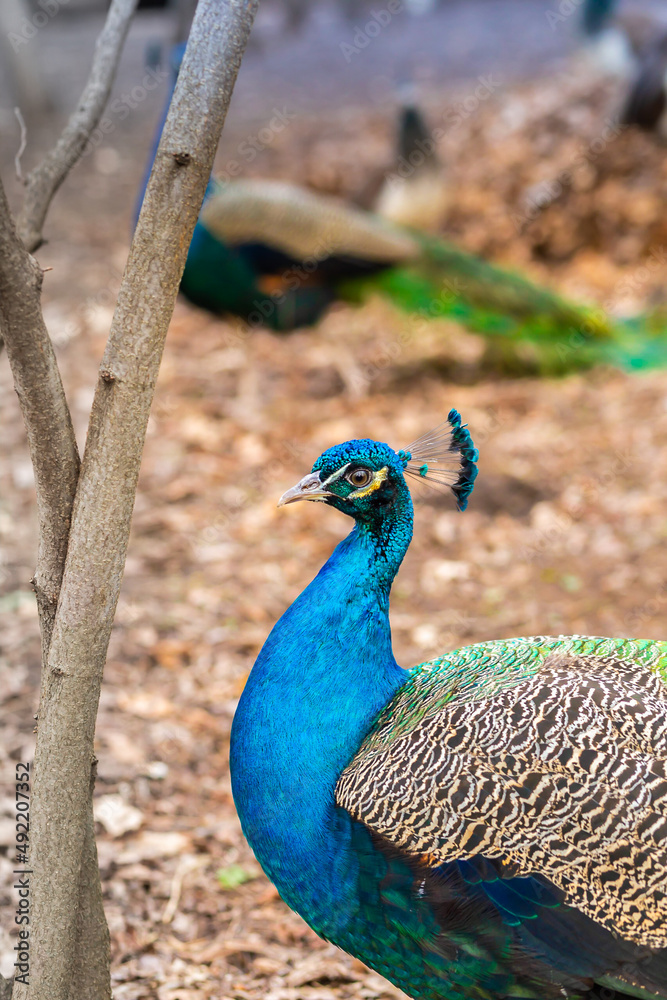 Male peacock close-up walks in the park Male peacock close-up walks in the park