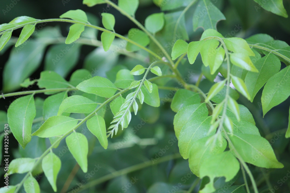 Fresh green curry leaves on tree close up Fresh green curry leaves on tree close up