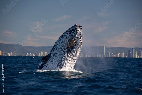 whale in the sea © larisa