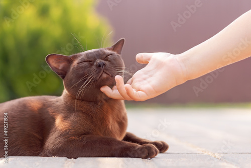 Canvastavla Burmese cat lying outdoor and child hand petting  cat neck