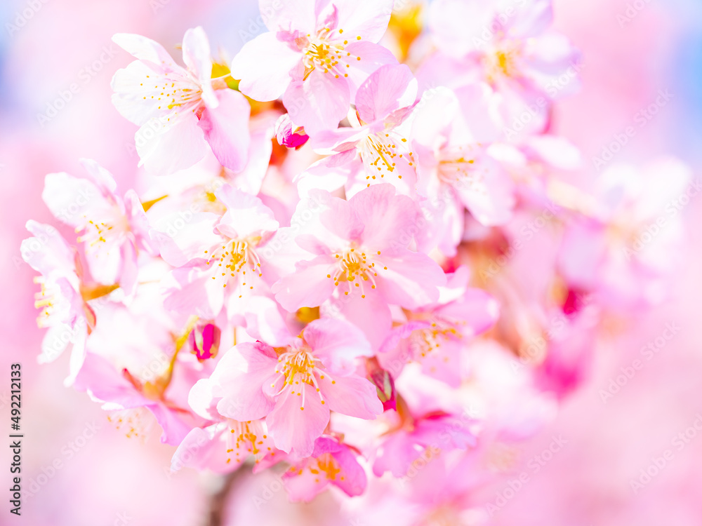 Beautiful pink cherry blossoms or sakura flowers in full bloom, Warm spring background, Nobody