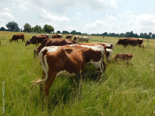 Cattle grazing in a green grass land landscape. Brown cows with white patches, cute little calves, horned cows and white cows grazing on long grasses in Gauteng, South Africa © Desire