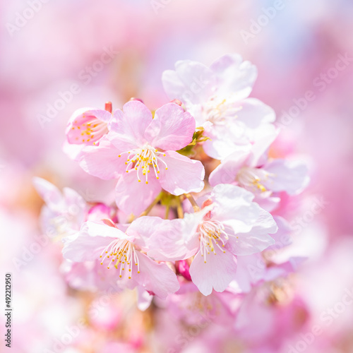 【春】桜の花 河津桜 
